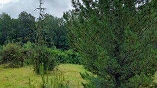 Arboretum Sofronka - nádherný kus přírody ve městě / 1