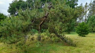 Arboretum Sofronka - nádherný kus přírody ve městě / 6