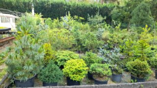 Arboretum Sofronka - nádherný kus přírody ve městě / 12