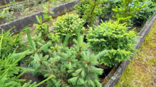 Arboretum Sofronka - nádherný kus přírody ve městě / 13