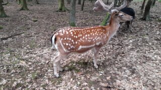 Arboretum Sofronka - nádherný kus přírody ve městě / 23