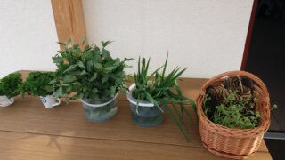 Burza zahradních rostlin / 7