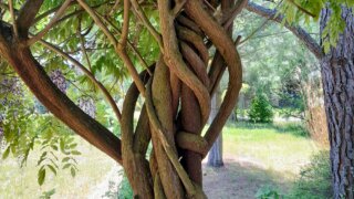 Arboretum Sofronka / 3