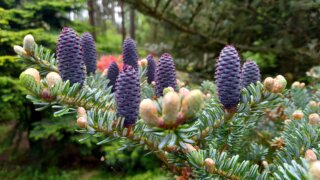 Okrasné zahradnictví a miniarboretum M. Skalský / 1