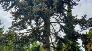 Okrasné zahradnictví a miniarboretum M. Skalský / 5