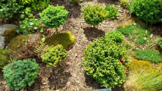 Okrasné zahradnictví a miniarboretum M. Skalský / 8