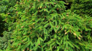 Okrasné zahradnictví a miniarboretum M. Skalský / 10