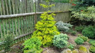 Okrasné zahradnictví a miniarboretum M. Skalský / 13