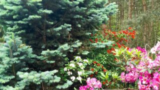 Okrasné zahradnictví a miniarboretum M. Skalský / 17