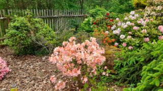 Okrasné zahradnictví a miniarboretum M. Skalský / 22