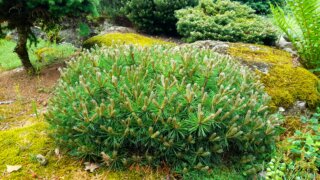 Okrasné zahradnictví a miniarboretum M. Skalský / 29