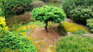 Okrasné zahradnictví a miniarboretum M. Skalský / 30