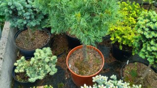 Okrasné zahradnictví a miniarboretum M. Skalský / 32