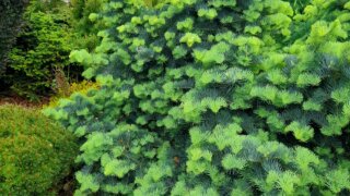 Okrasné zahradnictví a miniarboretum M. Skalský / 34