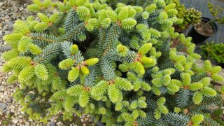 Okrasné zahradnictví a miniarboretum M. Skalský / 36