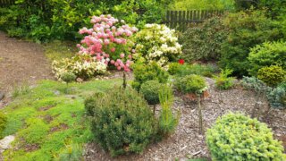 Okrasné zahradnictví a miniarboretum M. Skalský / 37