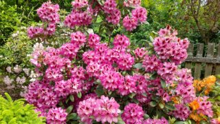 Okrasné zahradnictví a miniarboretum M. Skalský / 43