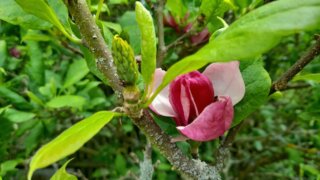 Okrasné zahradnictví a miniarboretum M. Skalský / 45