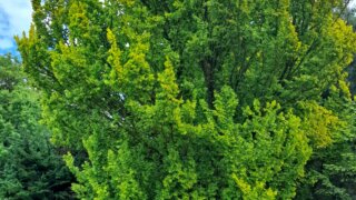 Okrasné zahradnictví a miniarboretum M. Skalský / 46