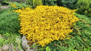 Okrasné zahradnictví a miniarboretum M. Skalský / 47