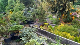 Okrasné zahradnictví a miniarboretum M. Skalský / 50