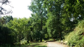 Pétanque v Lobezském parku / 8