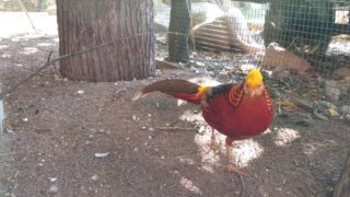 Výlet do zoo v Plasích / 17