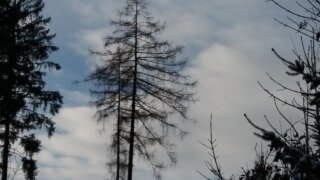 Předvánoční výšlap na Radyni / 14