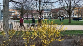 Pétanque v Habrmannově parku / 4