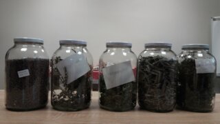 Bylinkové dopoledne