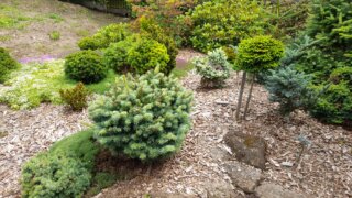 Okrasné zahradnictví a miniarboretum v Újezdu nade Mží / 1