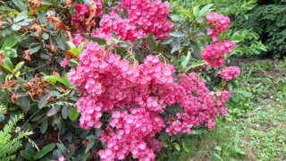 Okrasné zahradnictví a miniarboretum v Újezdu nade Mží / 9
