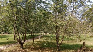 Do Svojšína / 27