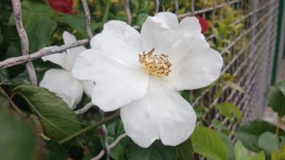 Z Křimic do Radčic / 13