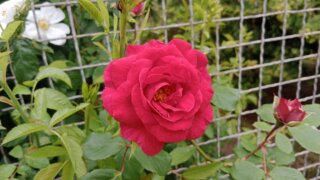 Z Křimic do Radčic / 14