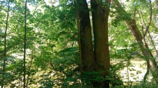 Z Bor do Luftovy zahrady / 2