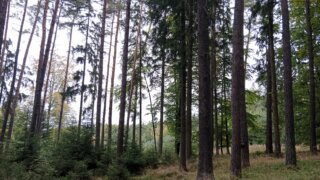 Z Černic do Starého Plzence / 1