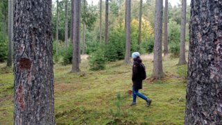 Z Černic do Starého Plzence / 2