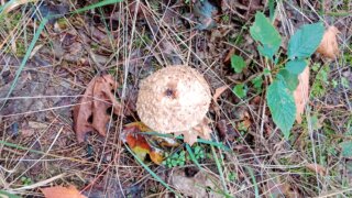 Z Černic do Starého Plzence / 4