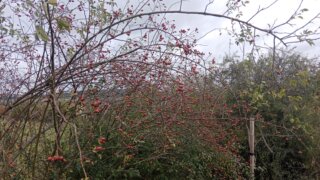 Z Černic do Starého Plzence / 9