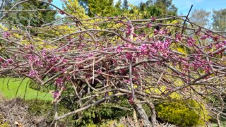 Meditační zahrada v Plzni 28.4.2026 / 18