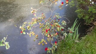 Meditační zahrada v Plzni 28.4.2026 / 23