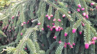 Meditační zahrada v Plzni 28.4.2026 / 30