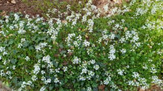 Meditační zahrada v Plzni 28.4.2026 / 34