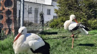 Za tajemstvím křišťálu do nižborské sklárny / 1