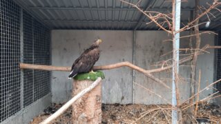 Bradava, kosatce, unikátní kořenová čistírna i mluvící krkavec / 7