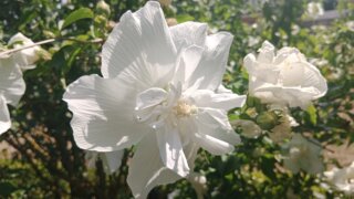 Do chotěšovského kláštera / 17